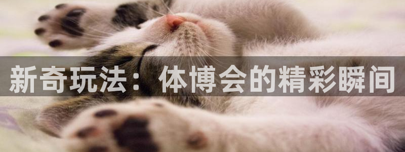 领航国际体育
