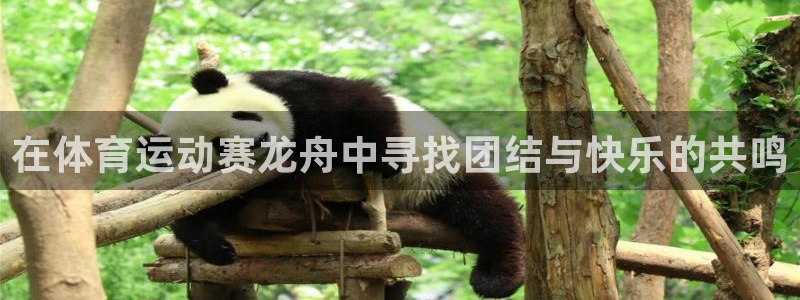 领航国际体育代理